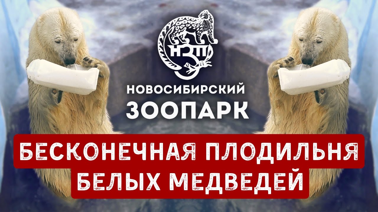 Как Новосибирский зоопарк стал плодильней для белых медведей