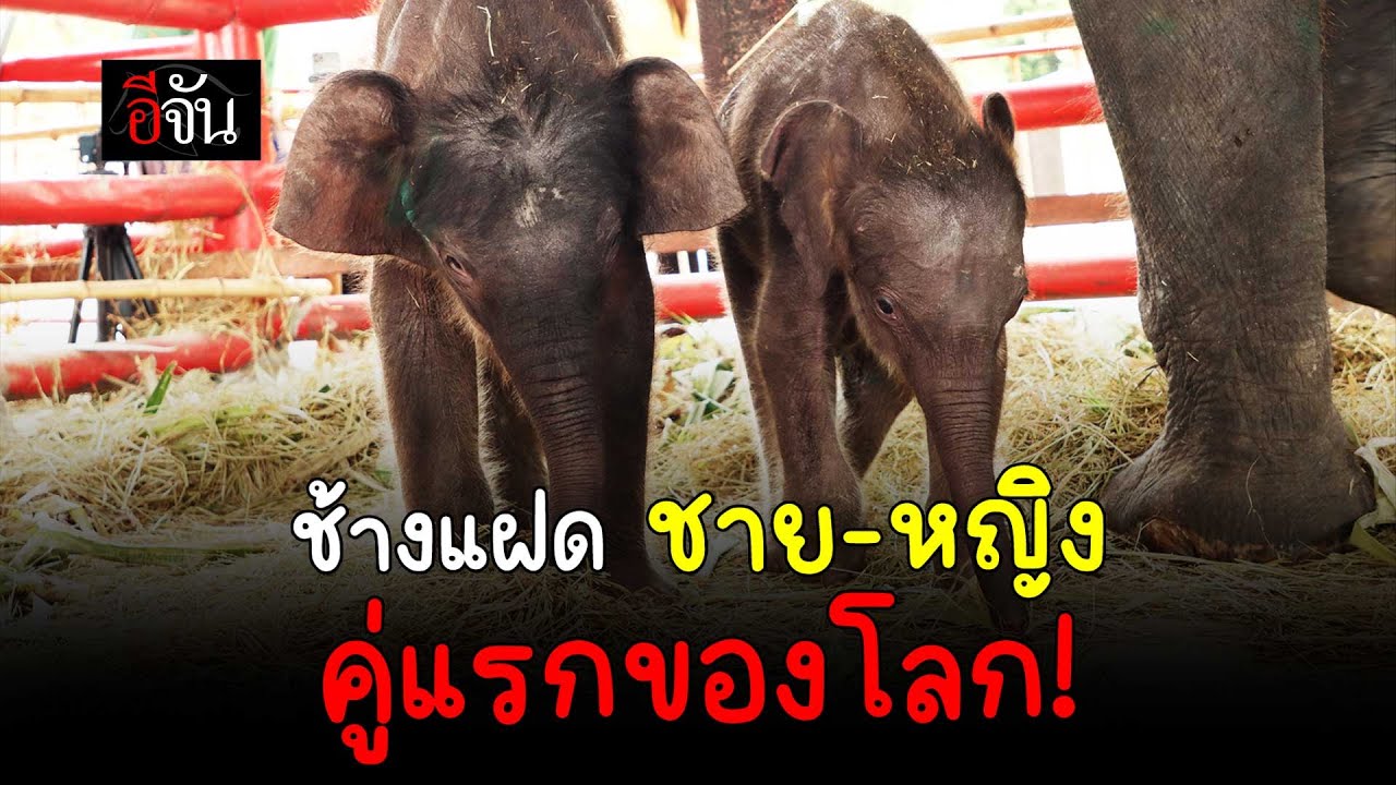 ช้างแฝด ชาย - หญิง คู่แรกของโลก! | อีจัน EJAN