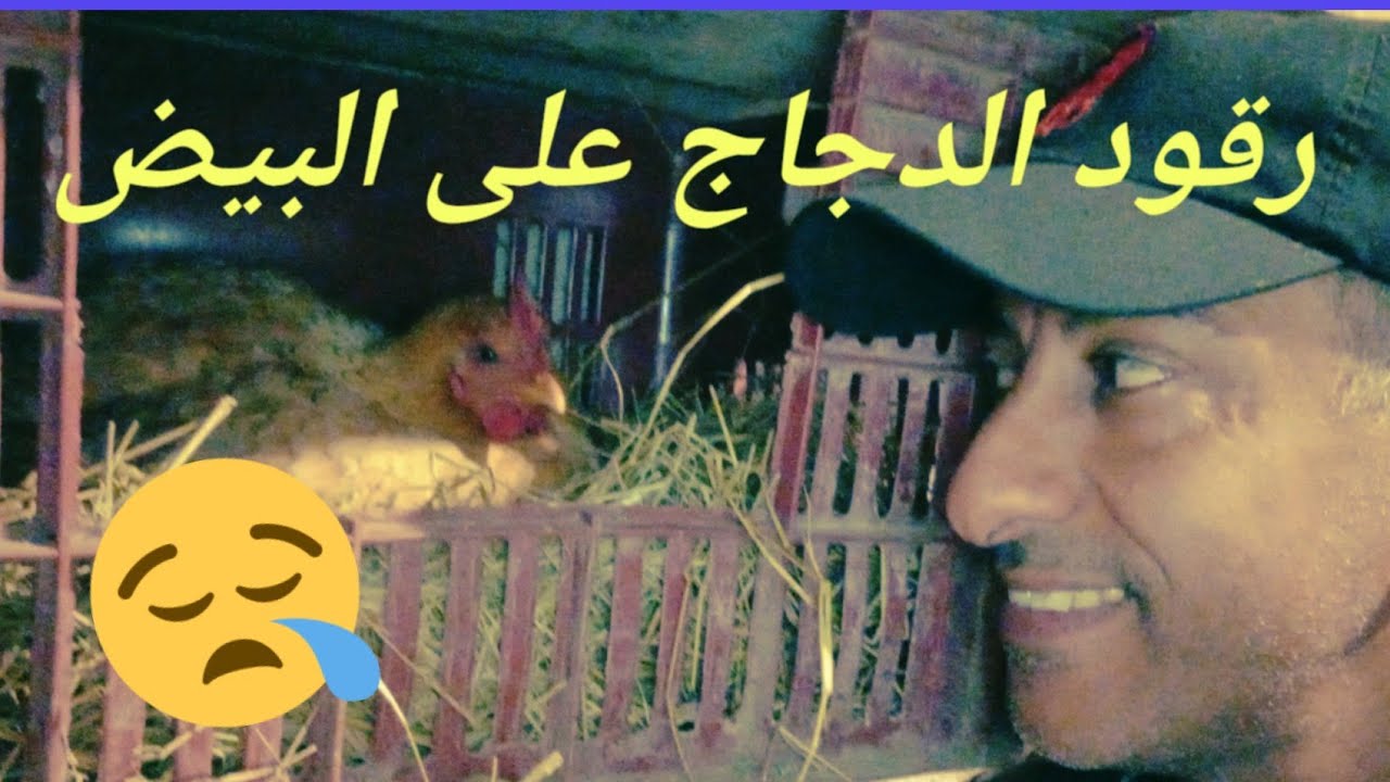 كيف أجعل دجاجاتي 🐔 ترقد على البيض 🐣 شاهدو تجاربي  🤠
