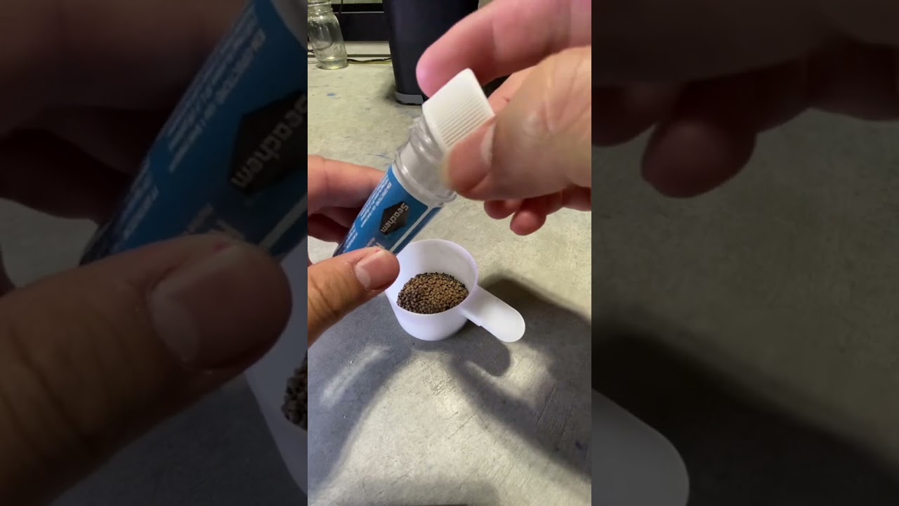 Mixing Kanaplex with fish food #kingfeed #seachem #antibiotics #fyp#goldfish#dairylandgoldfish