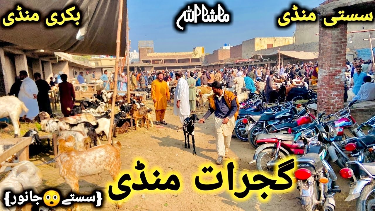 گجرات منڈی دودھ اور بچوں والی سستی ترین اور خوبصورت بکریاں || Today Lastest Update GujratMandi