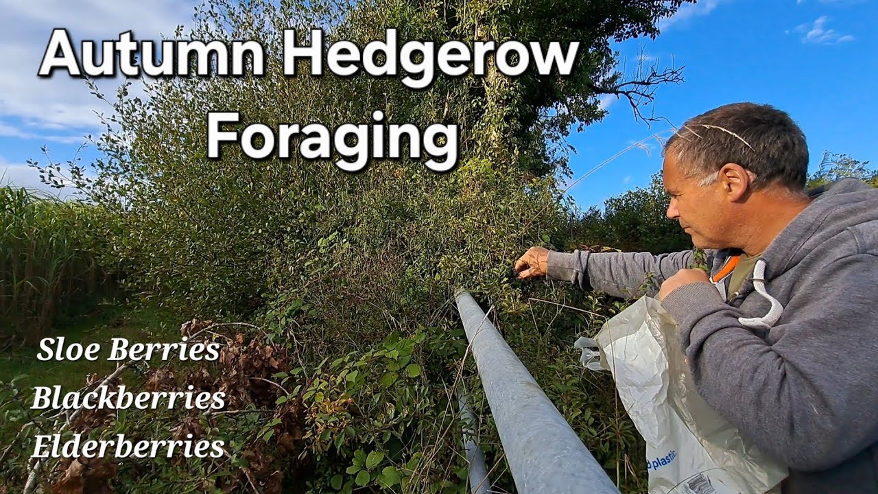 Autumn hedgerow foraging, Sloe Berries,Black Berries, Elderberries. Footpaths  and Byways. 