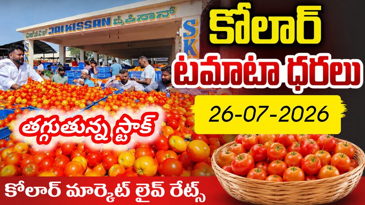 SKS Kissan KOLAR Tomato 🍅 MARKET RATES #todaytomatorate #kolartomatomarketratetoday