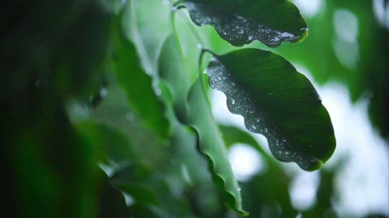 🌧️ Chuva Forte na Natureza à Noite | 4 Horas para Dormir Profundamente