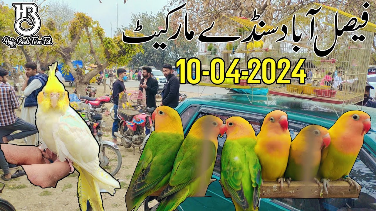 Faisalabad Sunday Birds Market 10-03-2024 || New Update Price || Birds Market