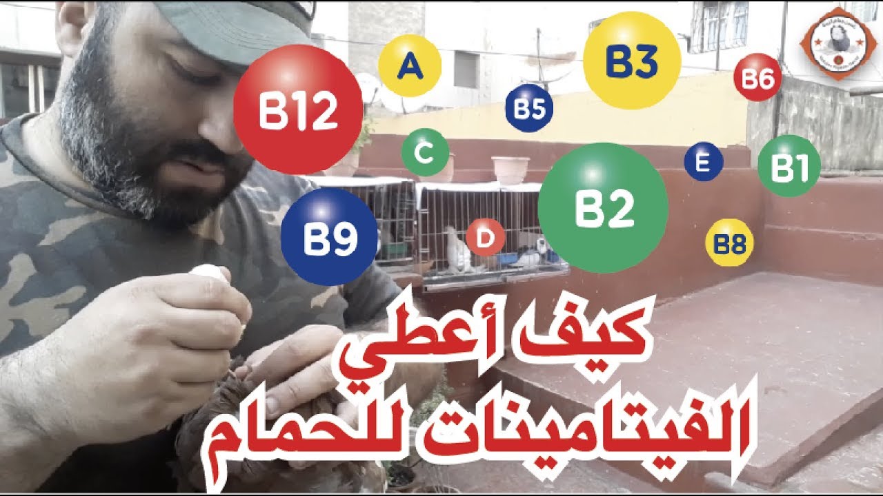 كيفاش نعطي الفيتامينات للحمام