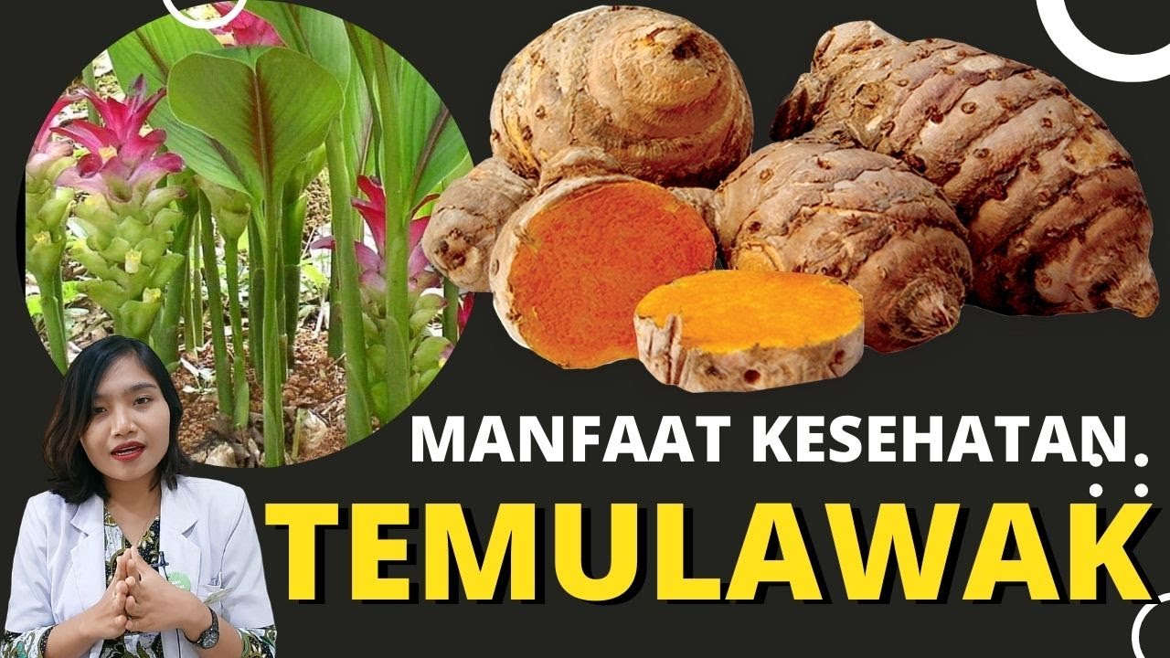Польза темулавака для здоровья лучше, чем куркумы