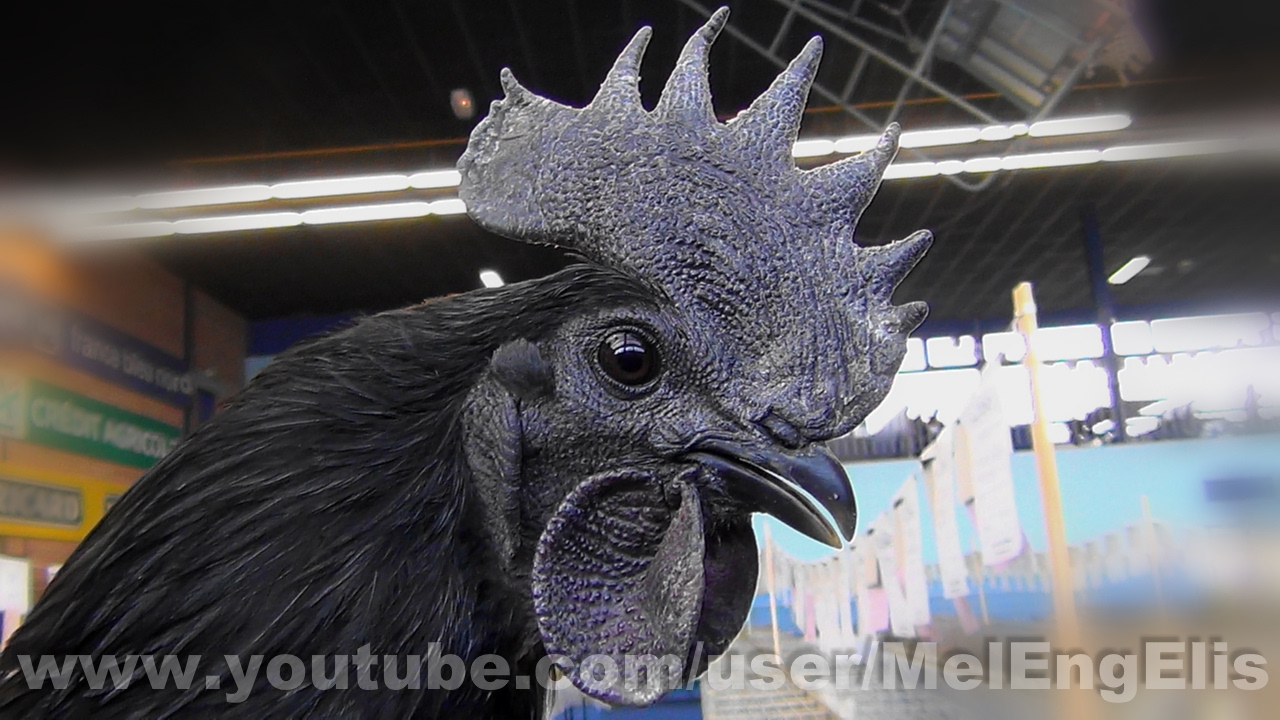 Poules et Coqs CEMANI ( Ayam Cemani Chicken )