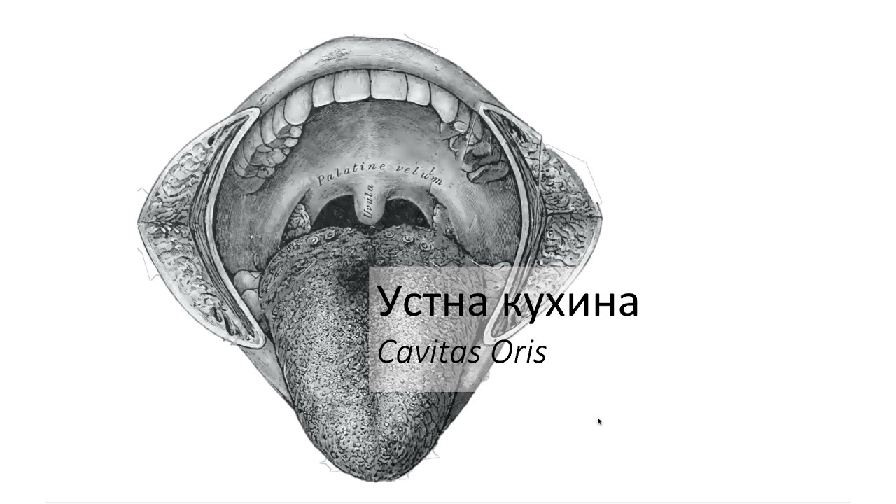 Устна кухина – Cavitas oris (6:23) ┃teoriyata.com