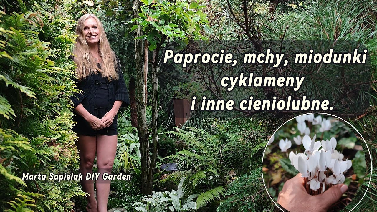 Paprocie, mchy, midunki cyklameny  i inne cieniolubne