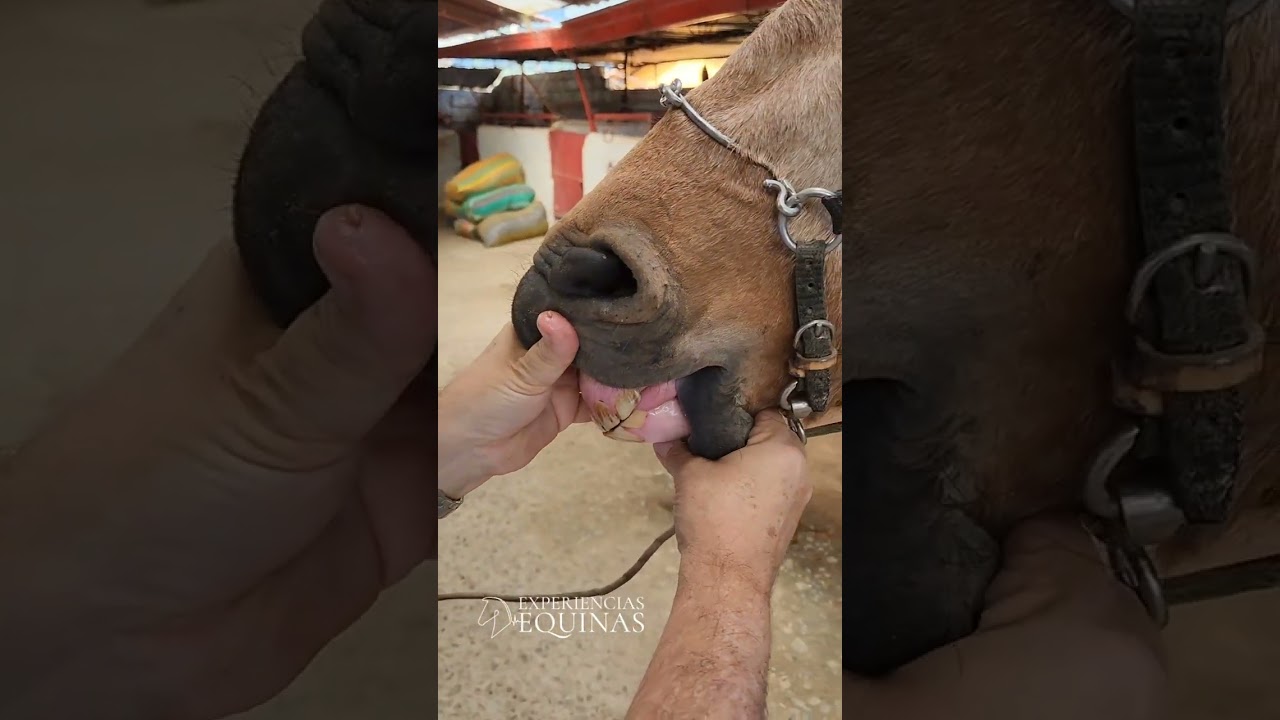 Como saber cuantos años tiene un caballo o mula, observando los dientes.