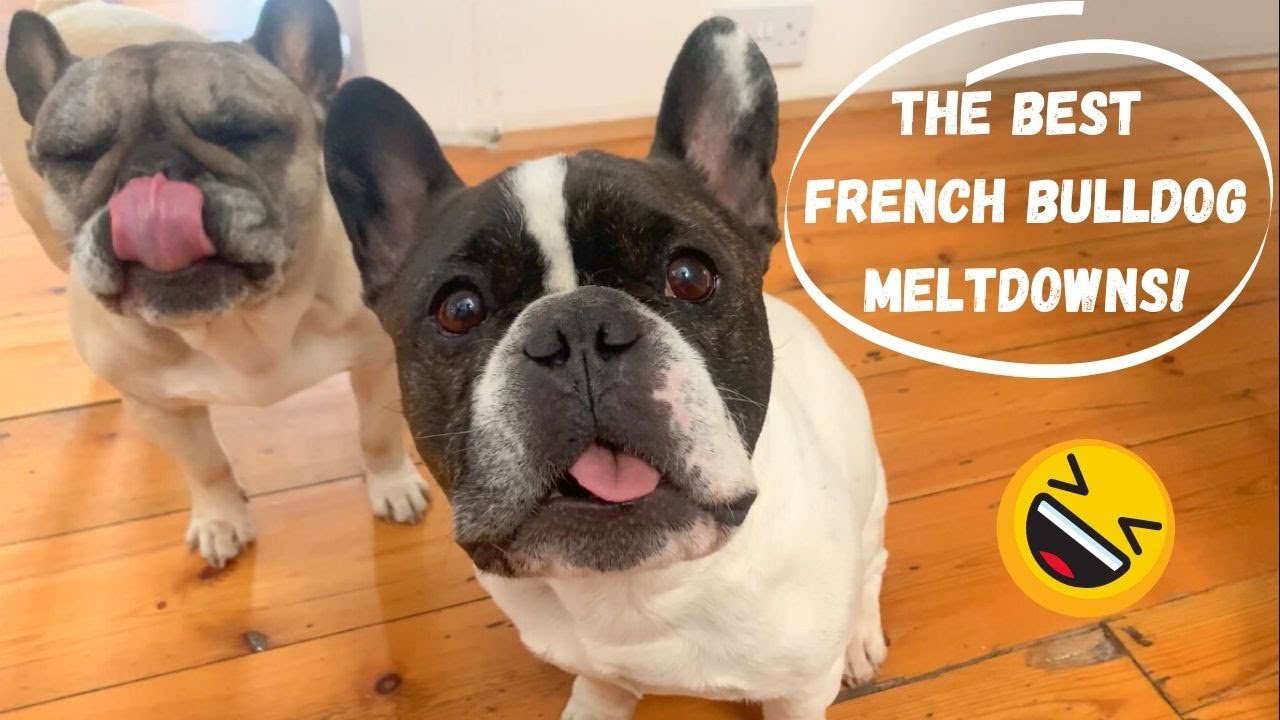The Best French Bulldog Meltdowns!