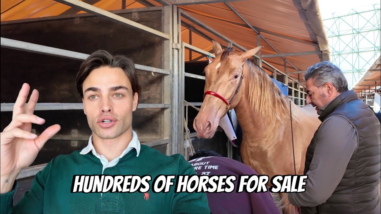 I WENT SHOPPING FOR A NEW HORSE... SO MANY TO CHOOSE FROM