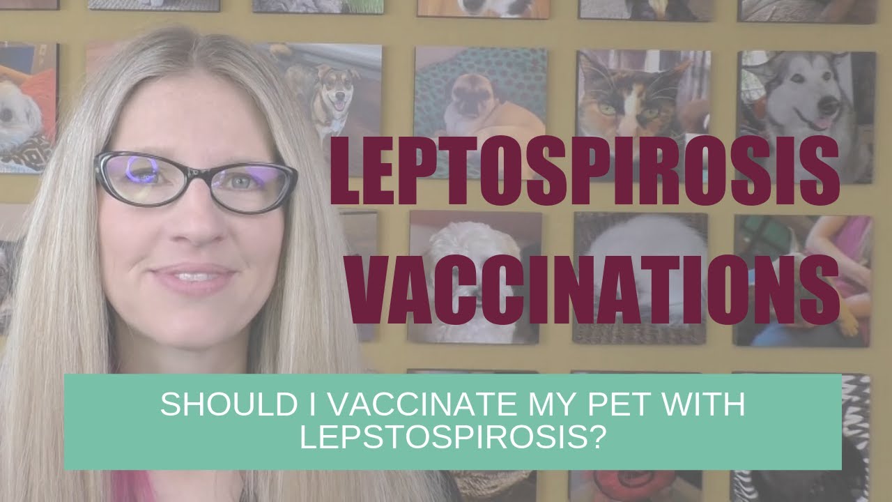 Should I Vaccinate My Dog with the Leptospirosis Vaccine? | Ask Dr. Angie