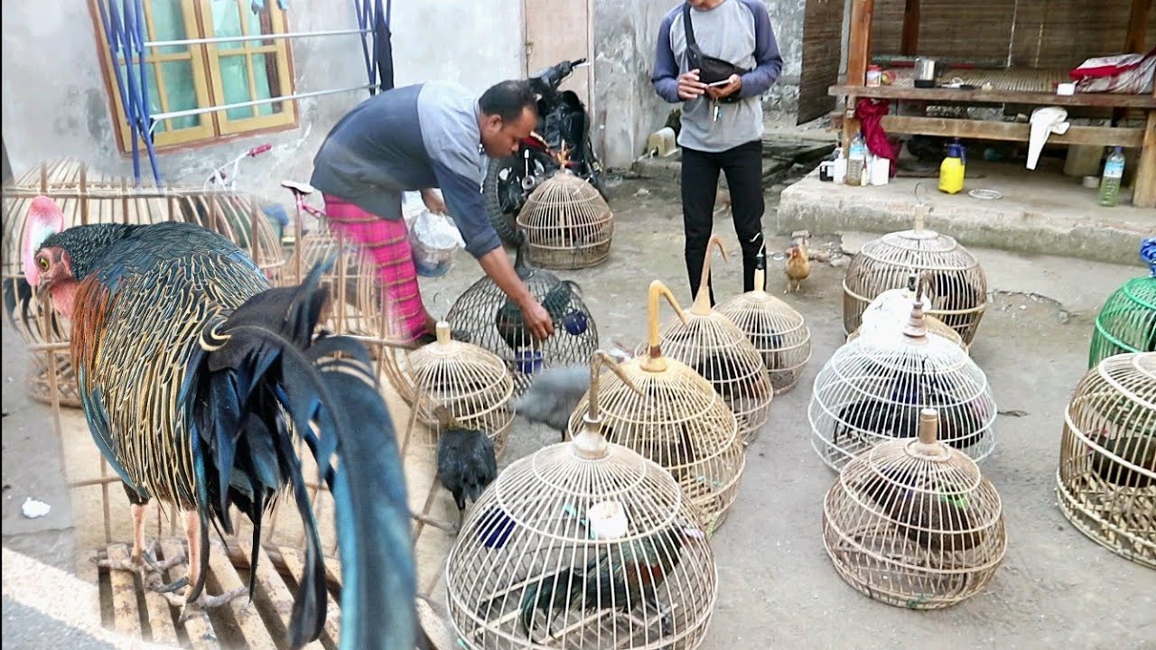 Jual Ayam Hutan Hijau siap kirim keluar negeri dan daerah