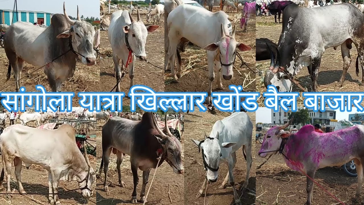 सांगोला यात्रा खिल्लार खोंड,बैल बाजार | Sangola yatra Khillar khond,bail market
