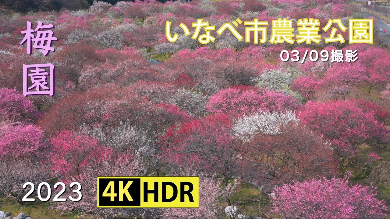 2023 いなべ市農業公園の梅園(4K-HDR) Ume Garden At Inabe City Farming Park(UHD-HDR)