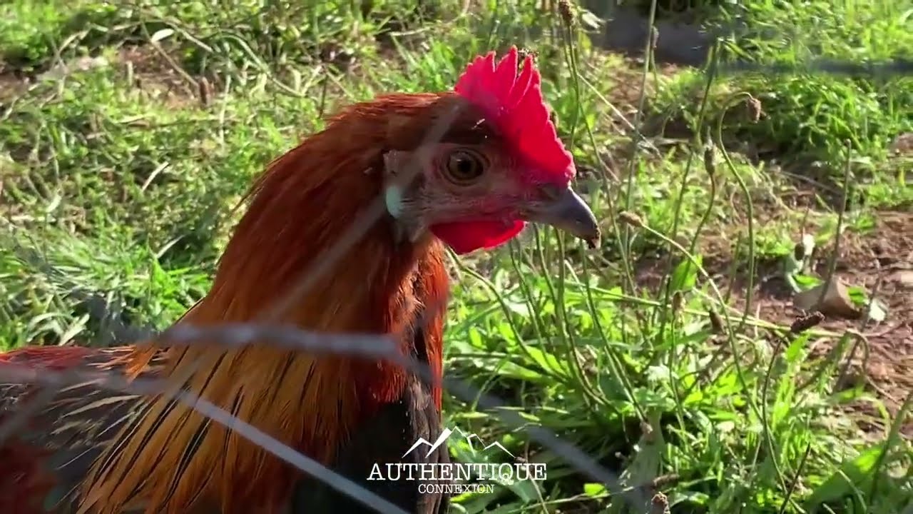L’arche du haut - potager de montagne 🌽 Un potager à 1000 mètres - présentation potager, poulailler