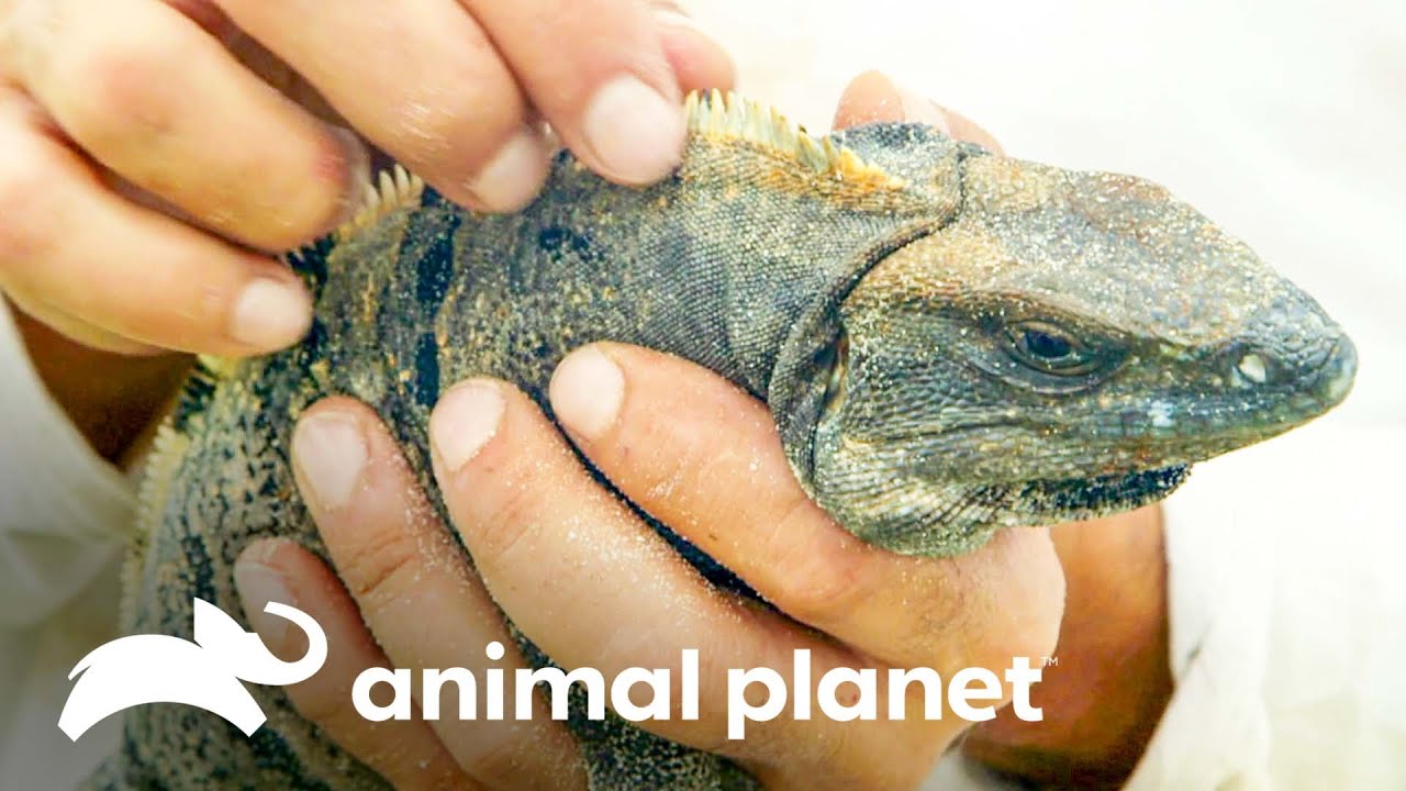 La curiosa reacción de una iguana al sentirse amenazada | Wild Frank en México | Animal Planet
