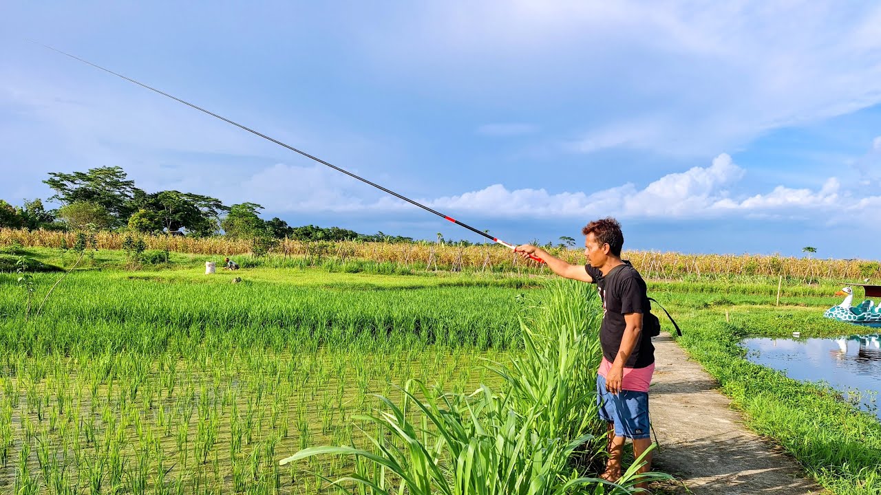Live Mancing Ikan Gabus