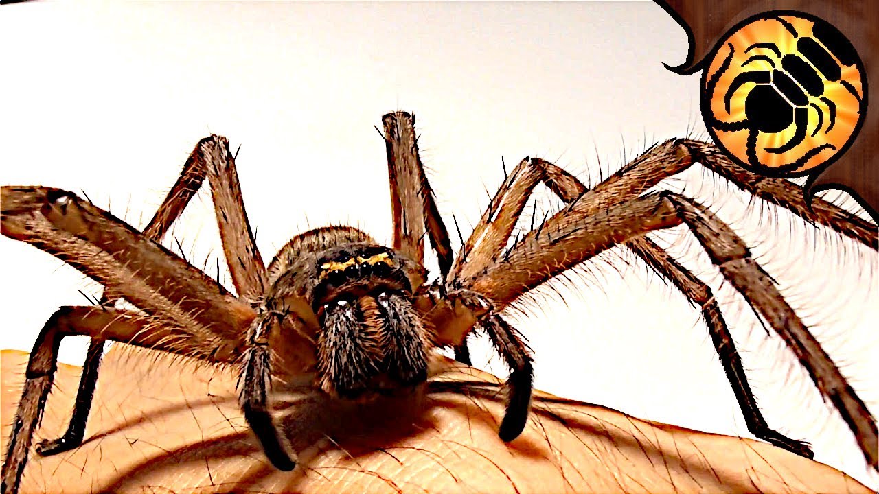 MASSIVE huntsman spiders! Unboxing