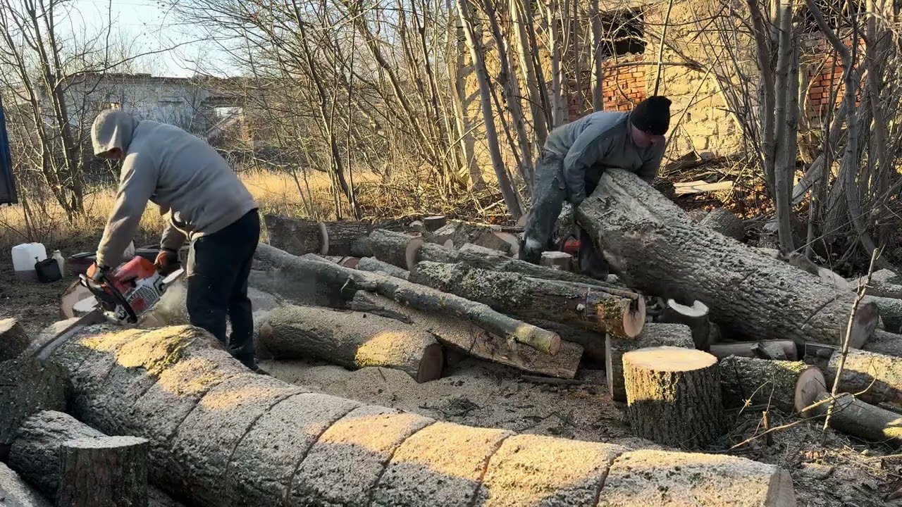 STIHL 462 C-M in Action – Forest ASMR
