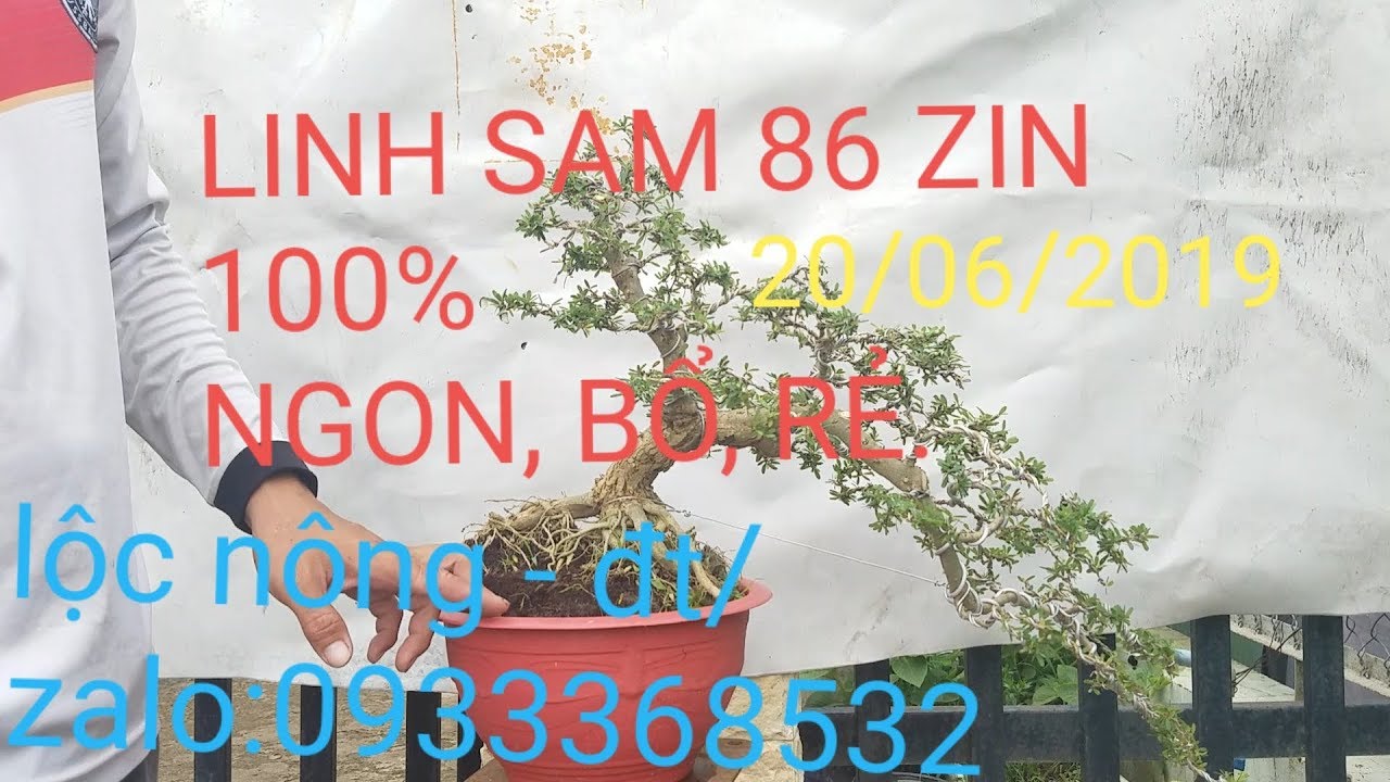 LÔ 6 CÂY BONSA LINH SAM 86 DÁNG BAY, TRỒNG CHẬU LÂU NĂM, THÂN GIÀ ĐẾ ĐẸP. đt/zalo 0933368532