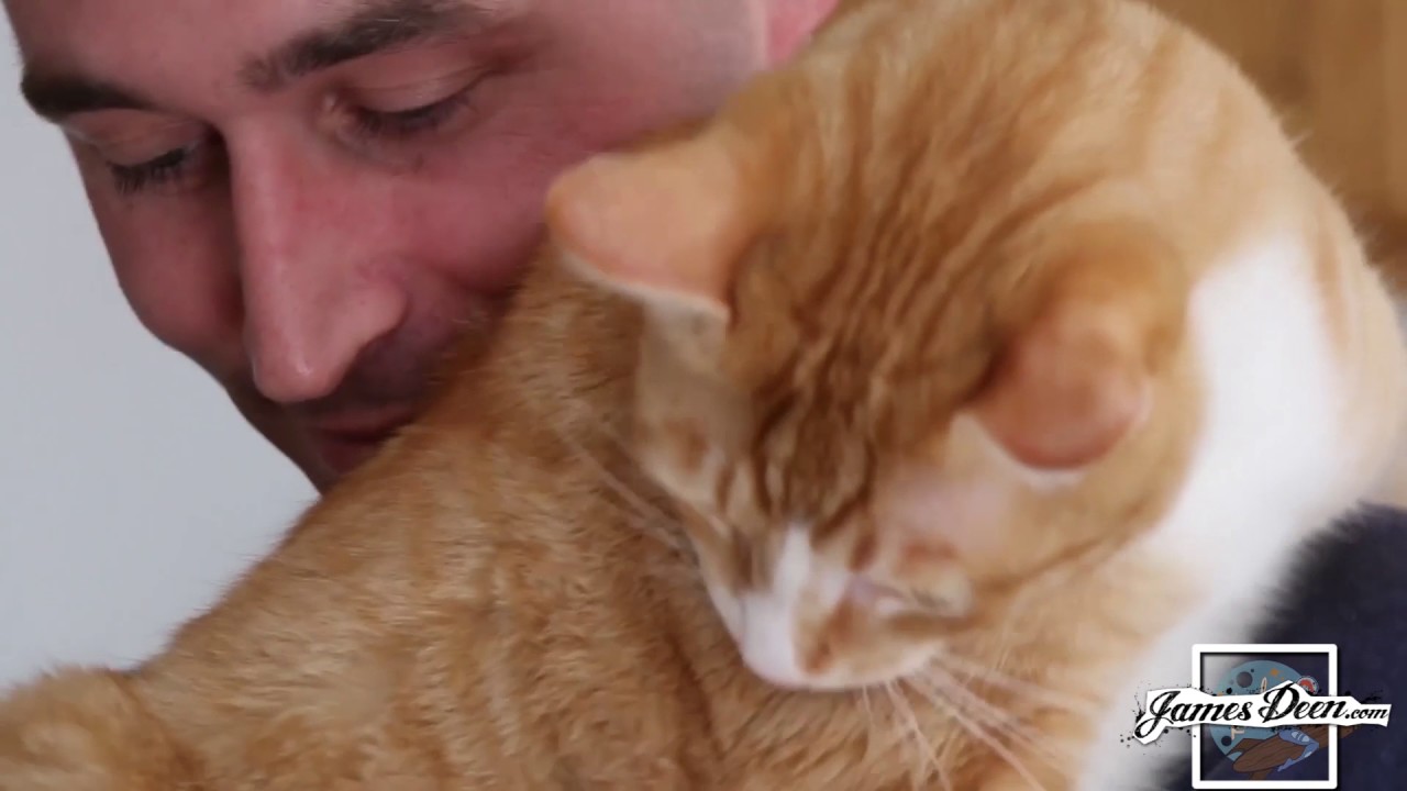 I LOVE CATS!!!!