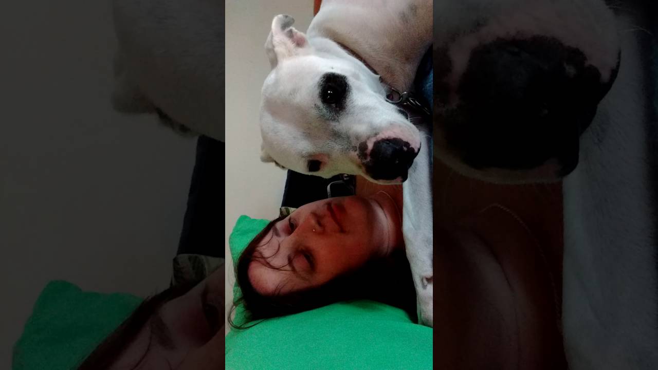 Some Sweet Pitbull Lovin'