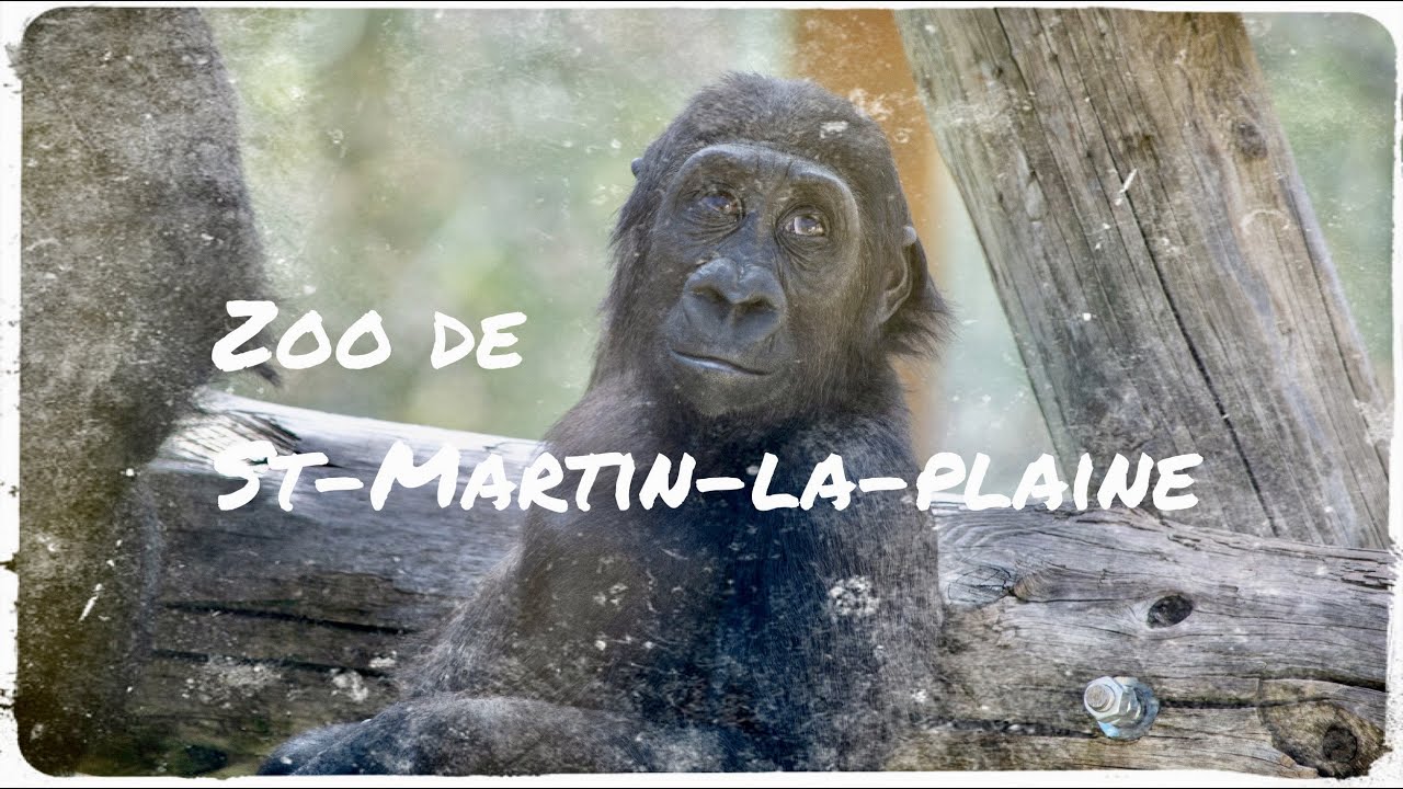 3 minutes pour découvrir : le Zoo de Saint-Martin-la-Plaine (4K)
