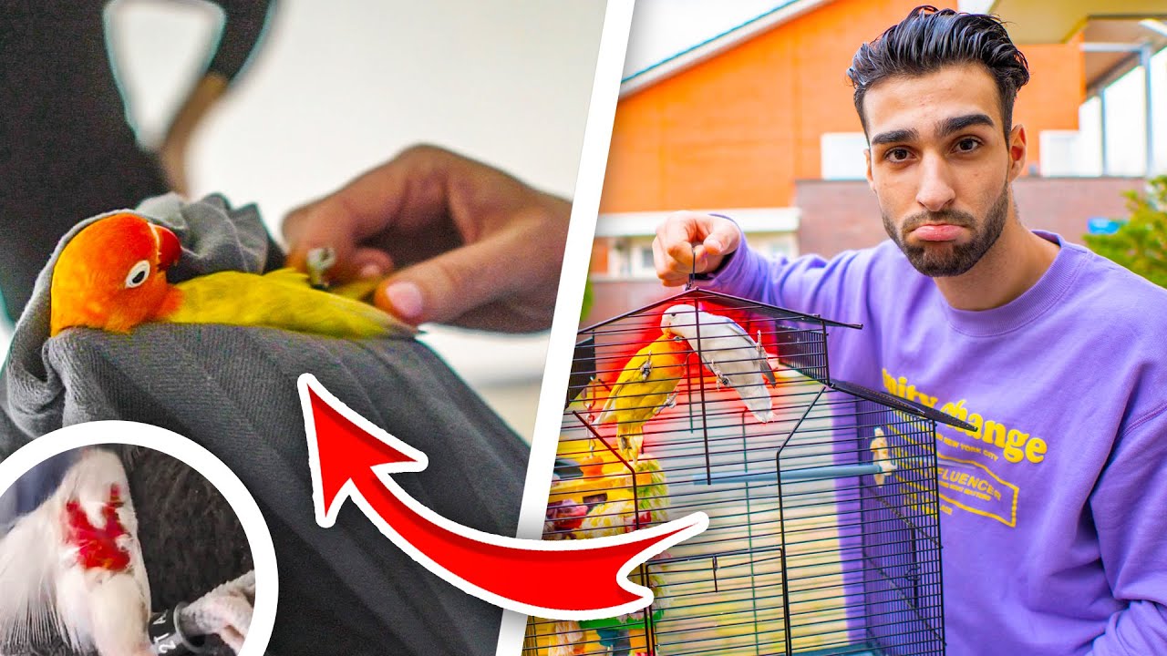ONZE VOGELS MOETEN DIRECT NAAR DE DIERENARTS! ..Gaat dit goed?..
