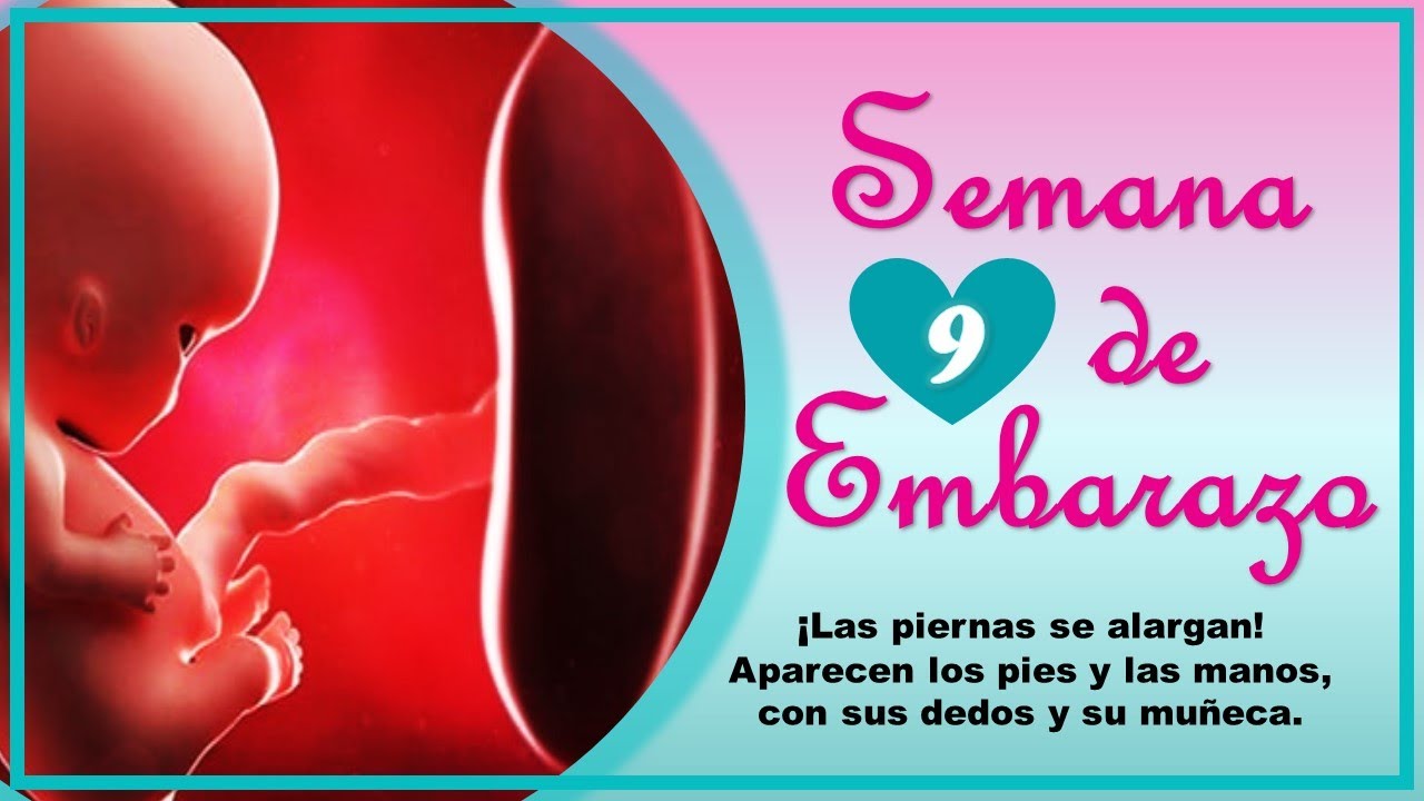 ❤️ SEMANA 9 DE EMBARAZO🤰 ❤️ ⏩  EMBARAZO SEMANA A SEMANA ⏩ Desarrollo y Evolucion del Bebe 👶🏻
