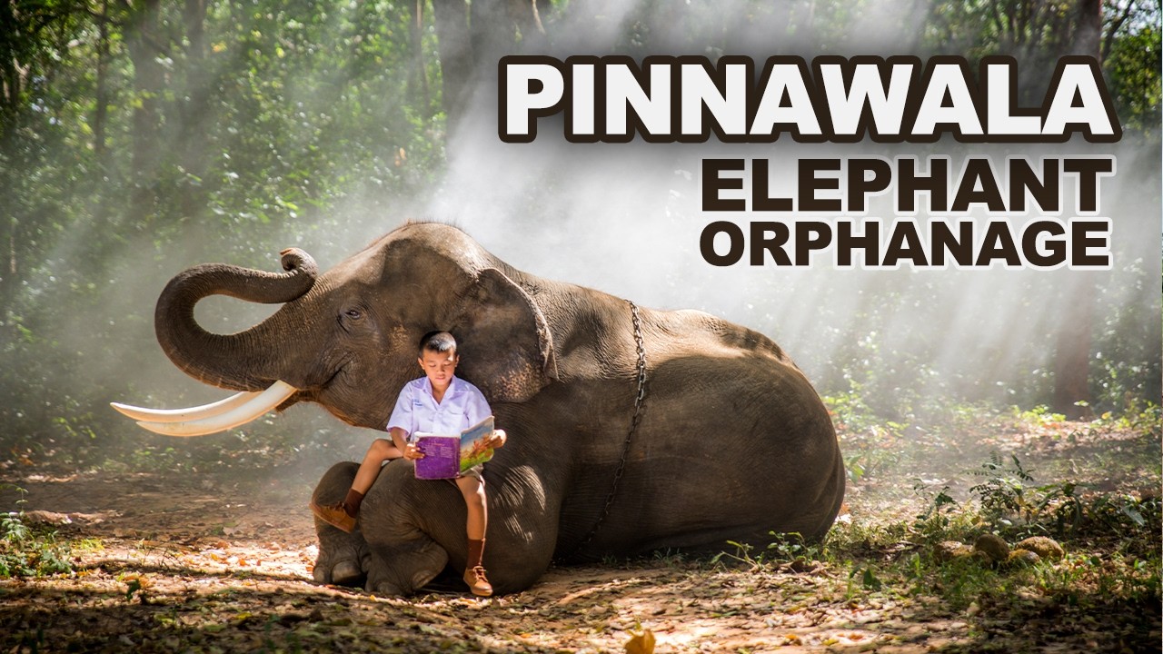 Pinnawala Elephant Orphanage in Sri Lanka | Elephant Feeding & Bathing Experience