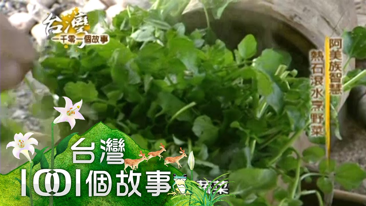 溯溪找野菜 美味別誤為雜草 第032集 part2【台灣1001個故事】2010年
