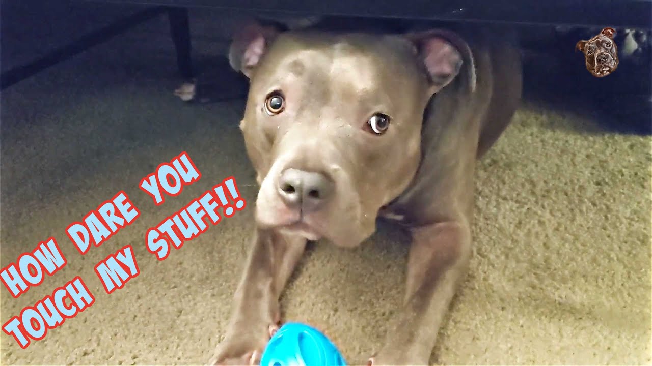 Talking Pitbull goes off on Dad! Hilarious Video!!