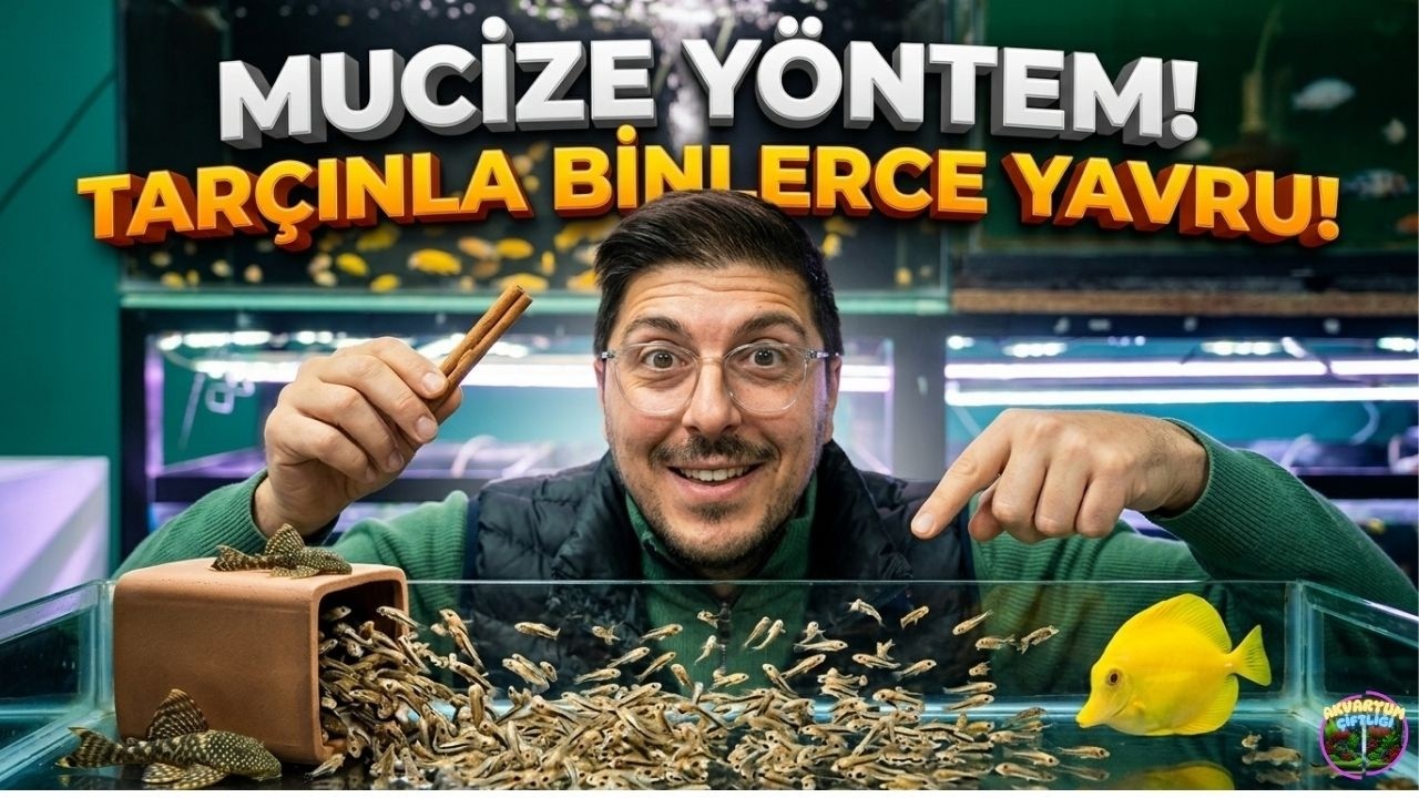 ÜRETİM PATLAMASI! 🔥 Balıklarınız Bu Yöntemle Coşacak! (Sürpriz Yavrular Bulduk )