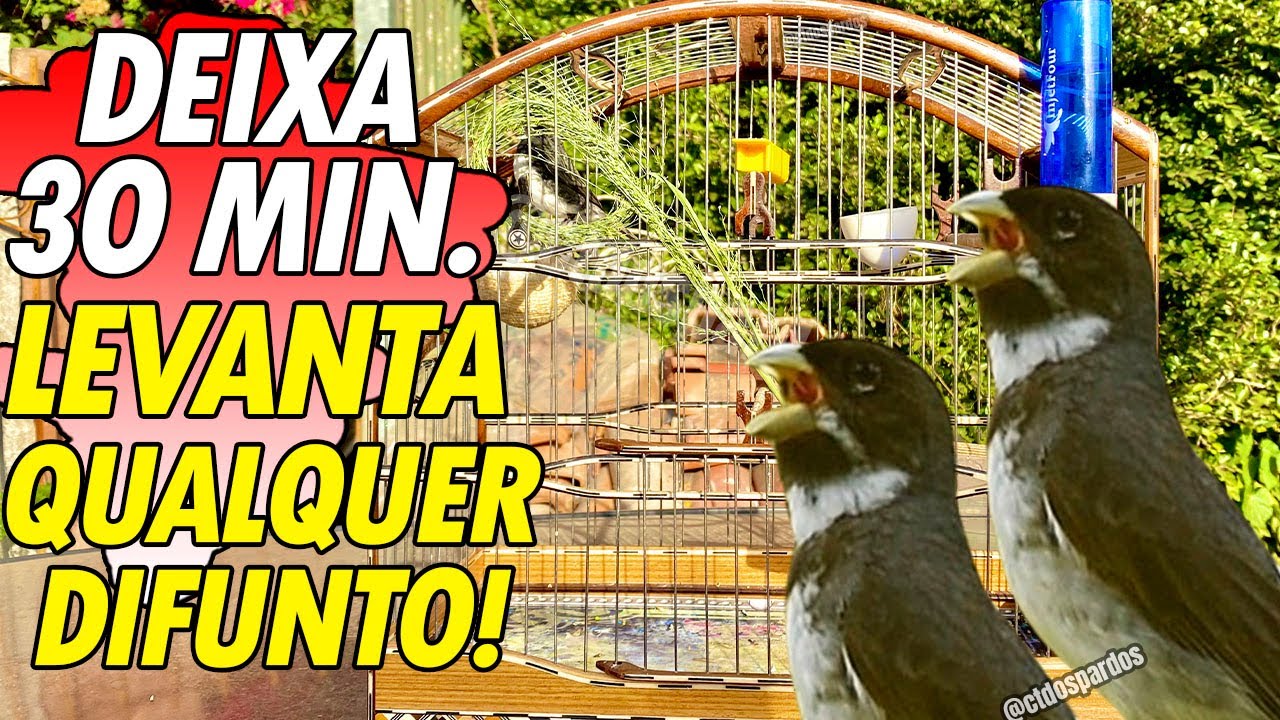 Este é o MELHOR chamado de coleiro frio de 2024 aproveite