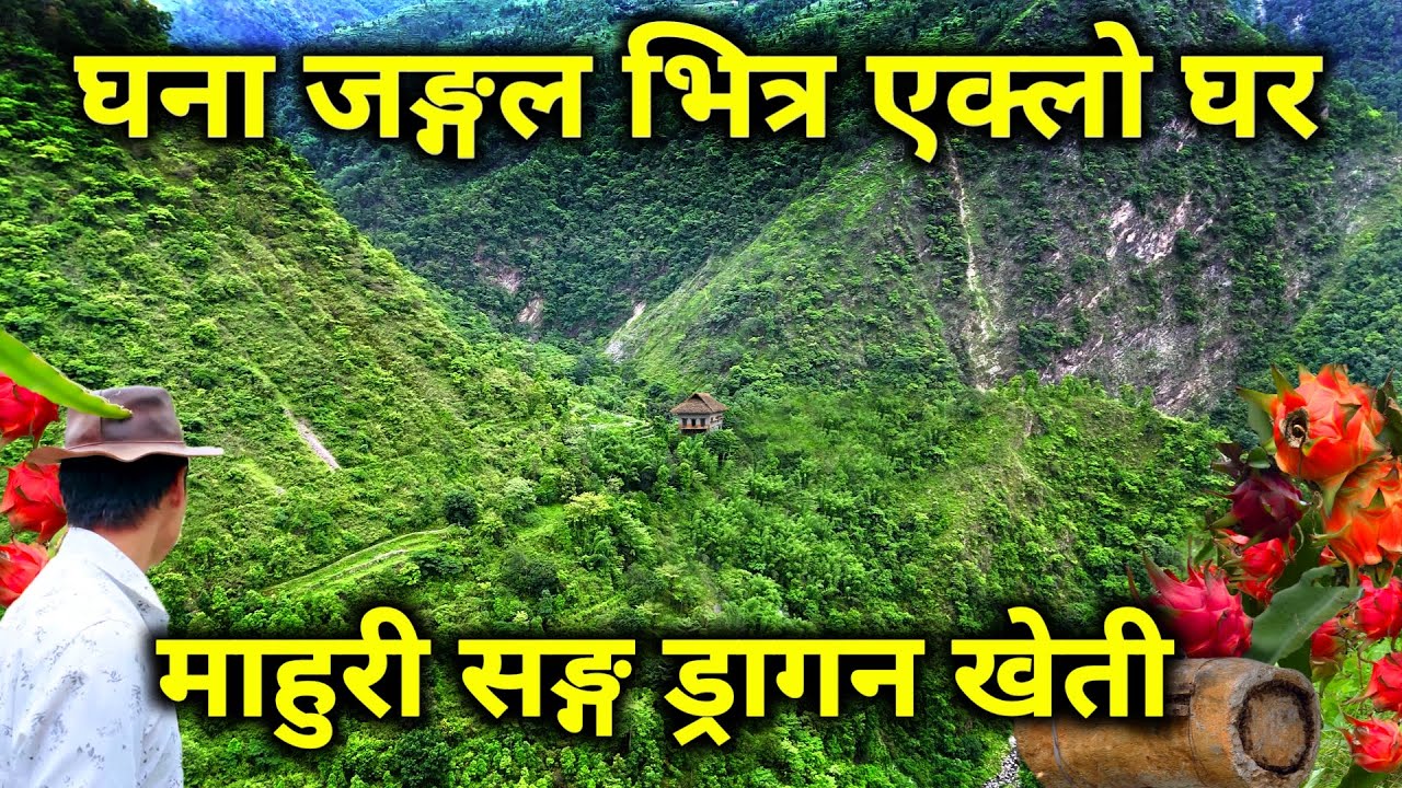 घना जङ्गलको बीचमा भेटियो अचम्मको एक्लो घर | चाइनाको जस्तो डरलाग्दो पहाडमा ड्रागनफलको खेती