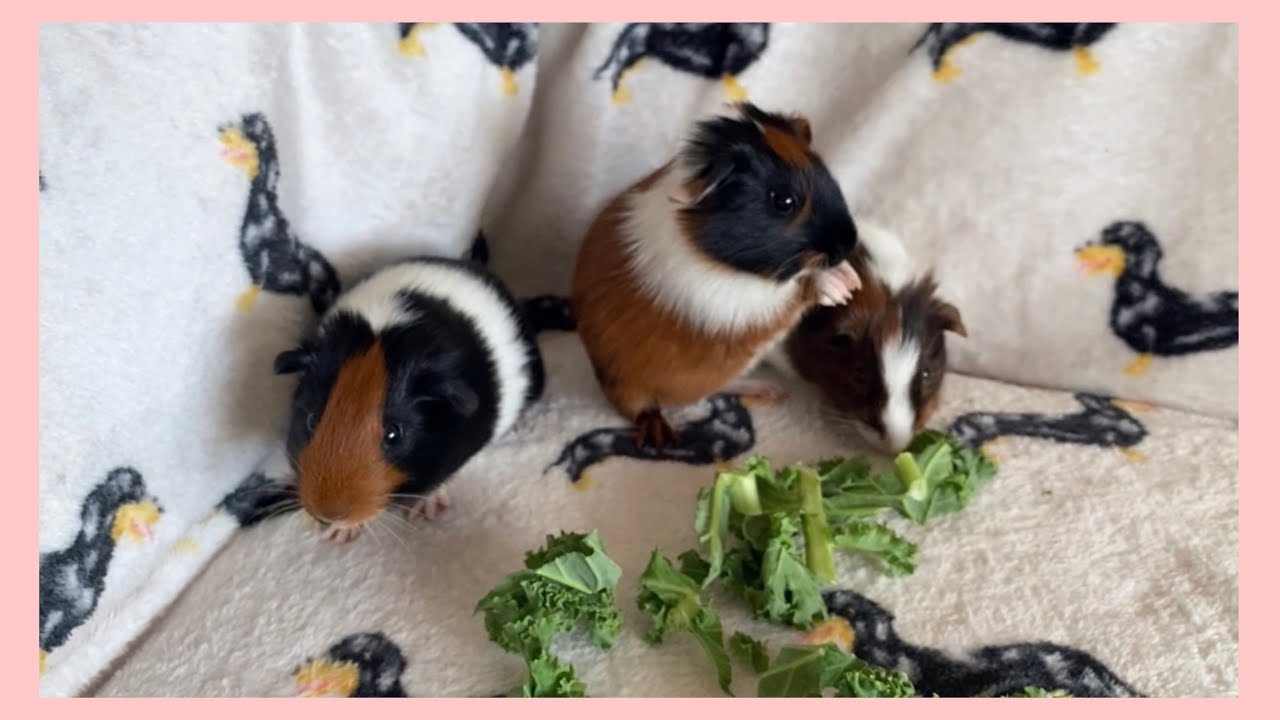 How Cute Are These Baby Guinea Pigs | Wheeking, Squeaking and Popcorning