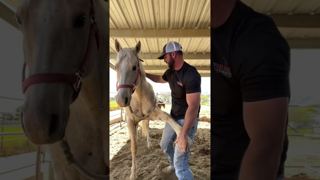 This #horse gets a #chiropractic #shoulder #adjustment! #chiropractor