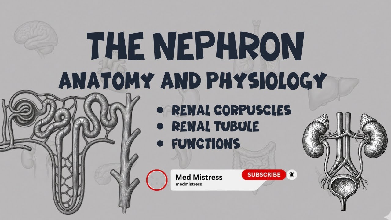     NEPHRON ANATOMY& PHYSIOLOGY EXPLAINED (Complete Lecture for Medical Students)