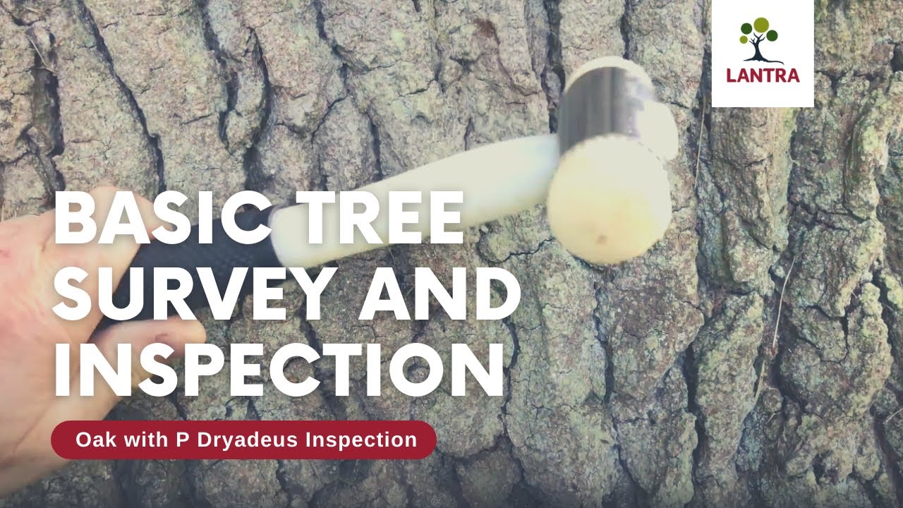 Basic Tree Survey and Inspection - 8. Oak with P Dryadeus Inspection with Use of Hammer