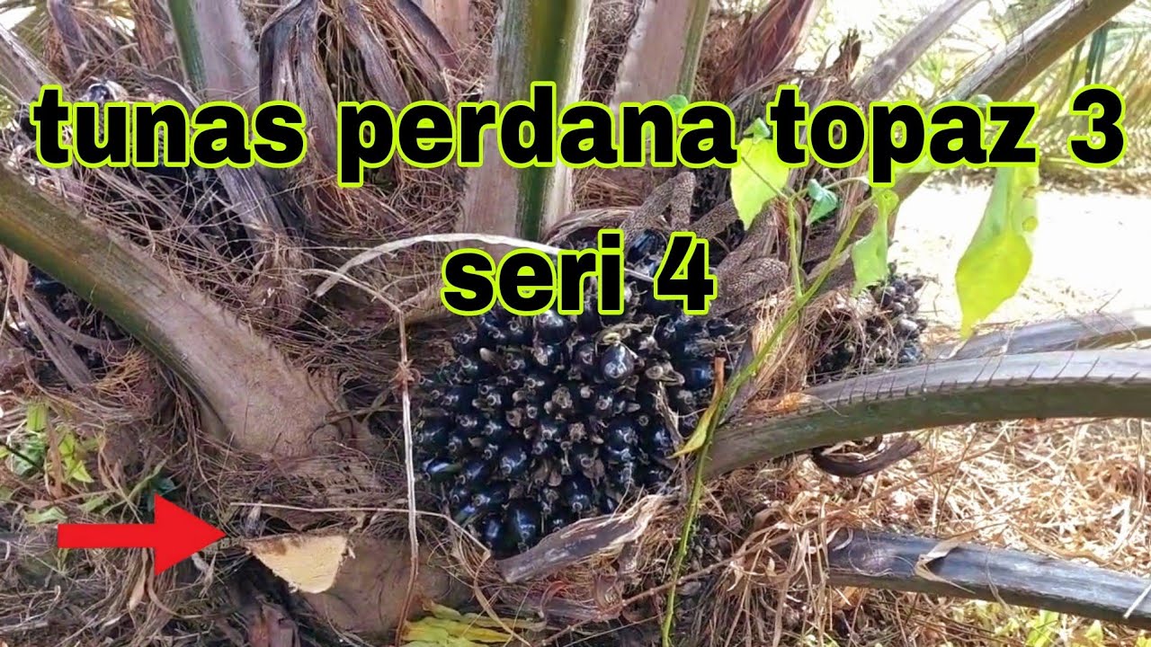 SAWIT UNGGUL TOPAZ 3 SERI 4 USIA 2 TAHUN 3 BULAN