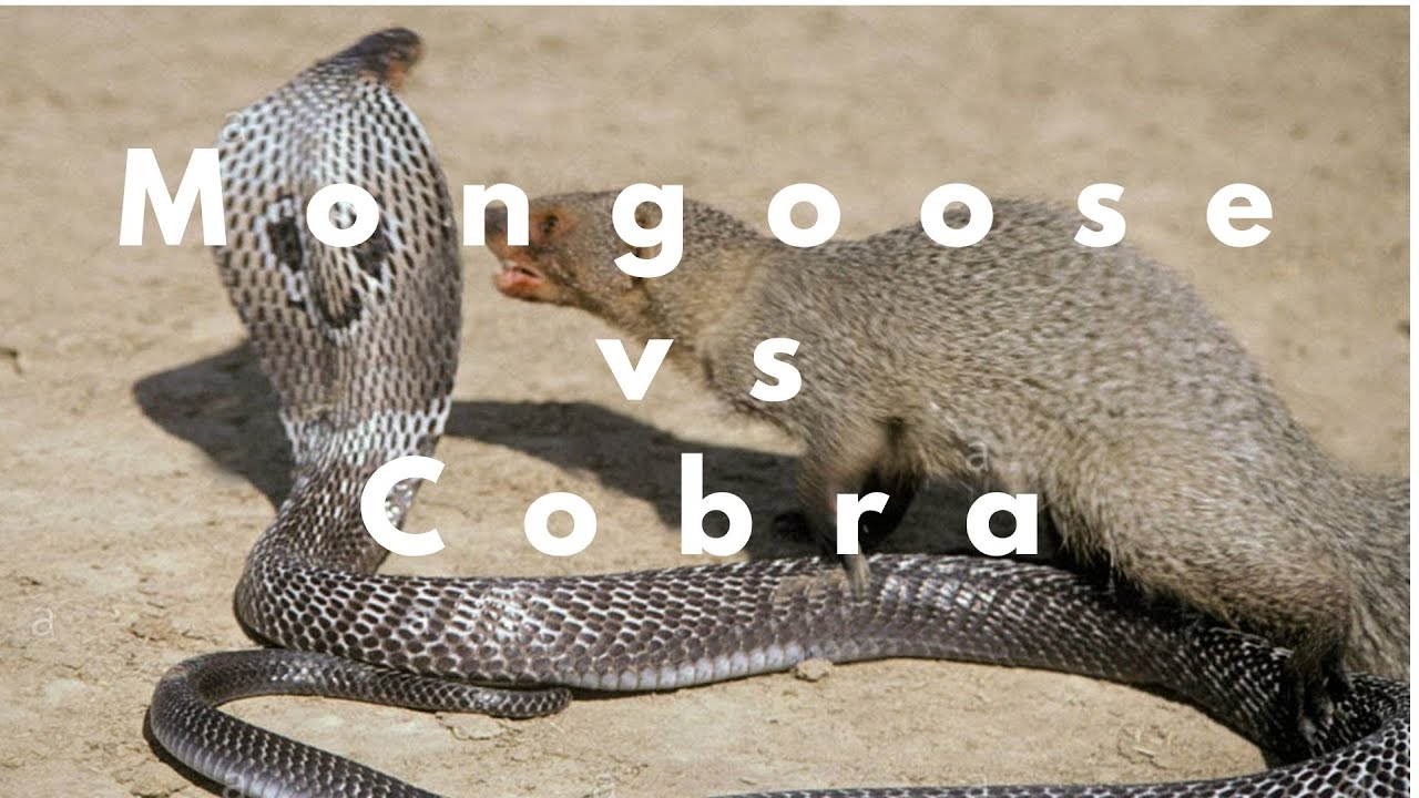 MONGOOSE VS COBRA