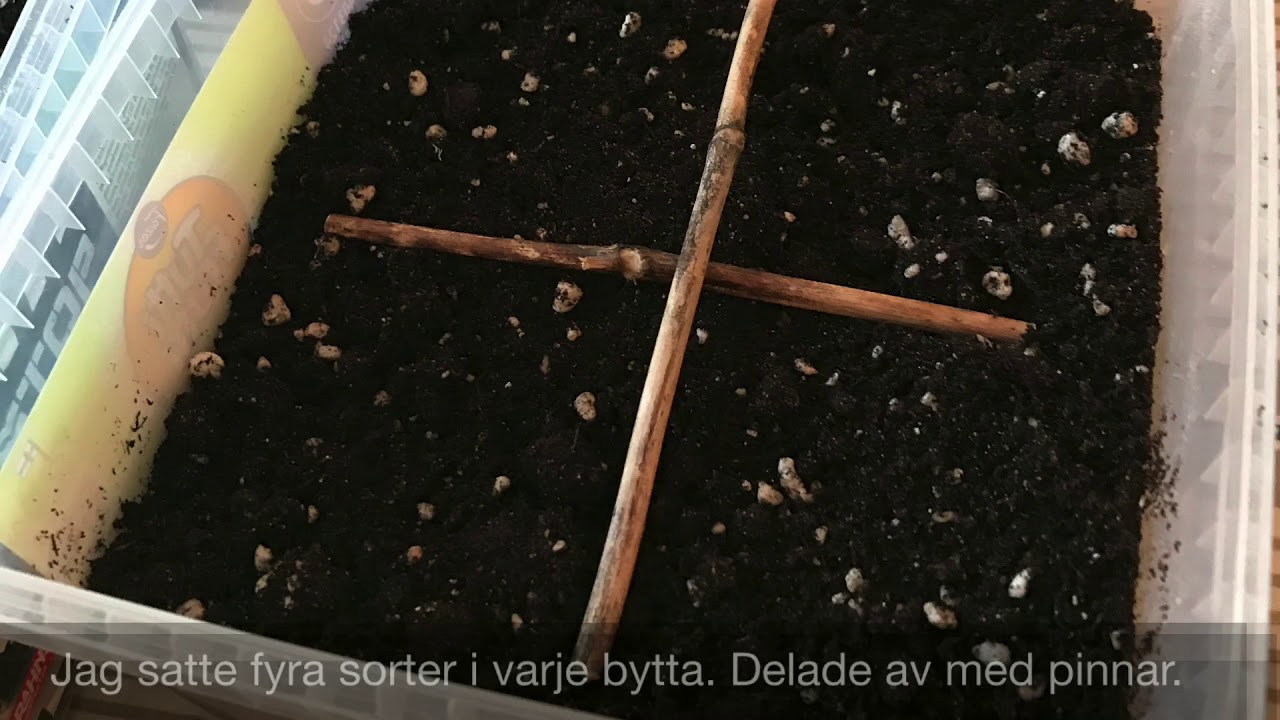 VINTERODLA - S&aring; i godisbyttor p&aring; vintern