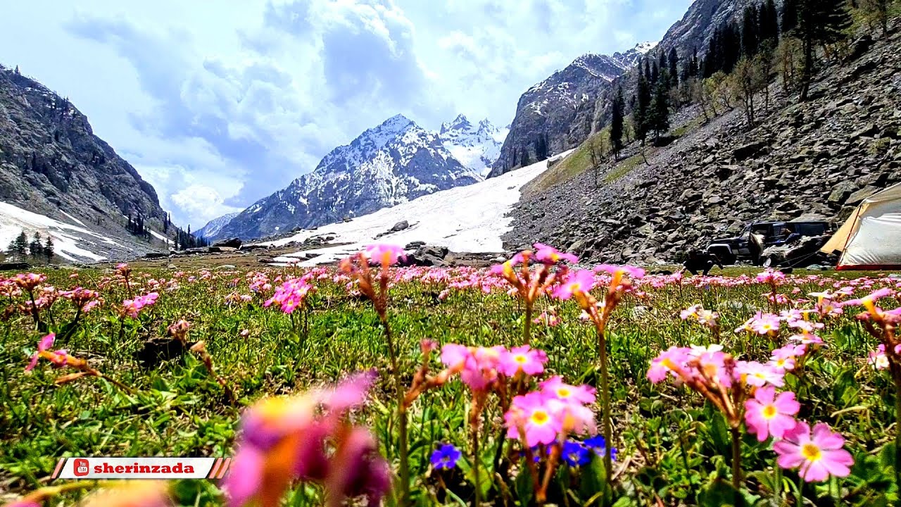Flowers Carpet at Swat Tourist Spot on Gabral Kharkhari Lake