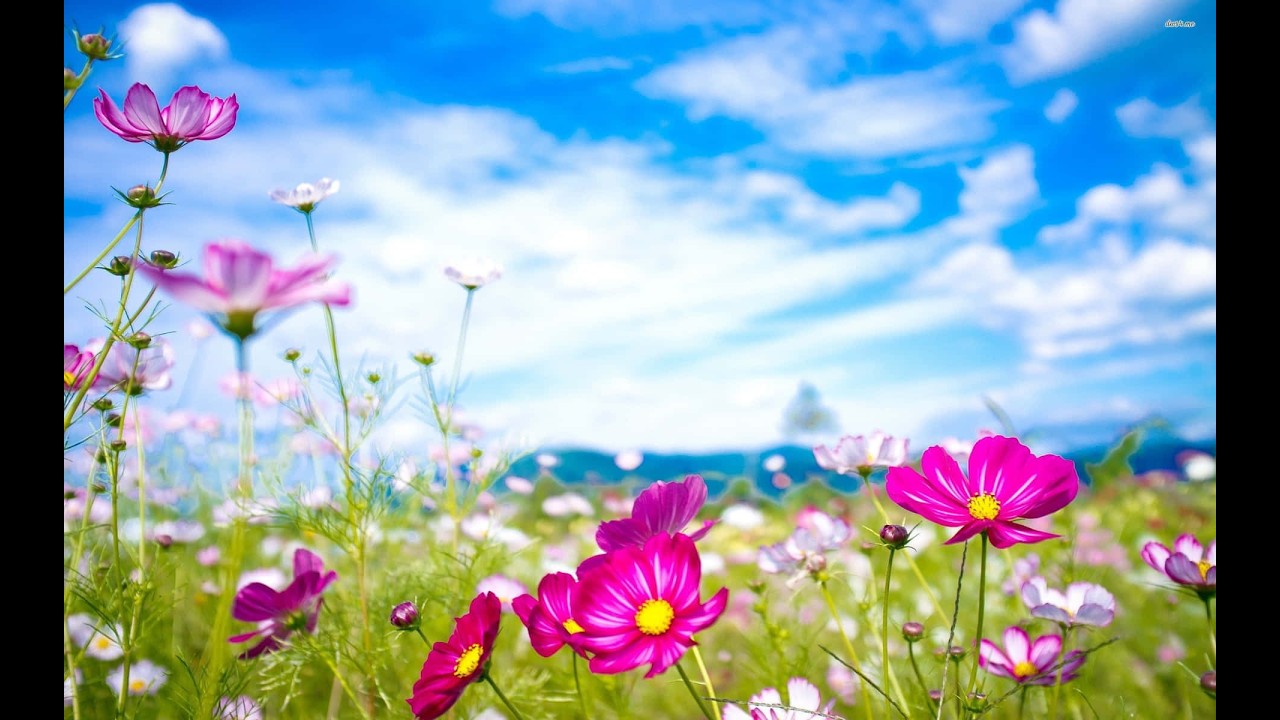 Jungle Mai Kitny Qism K Flowers Hain//(The Knowledge Key27)