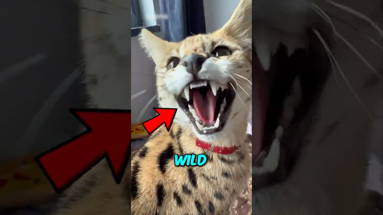 Top 3 Wild Cats That Can Be Pets