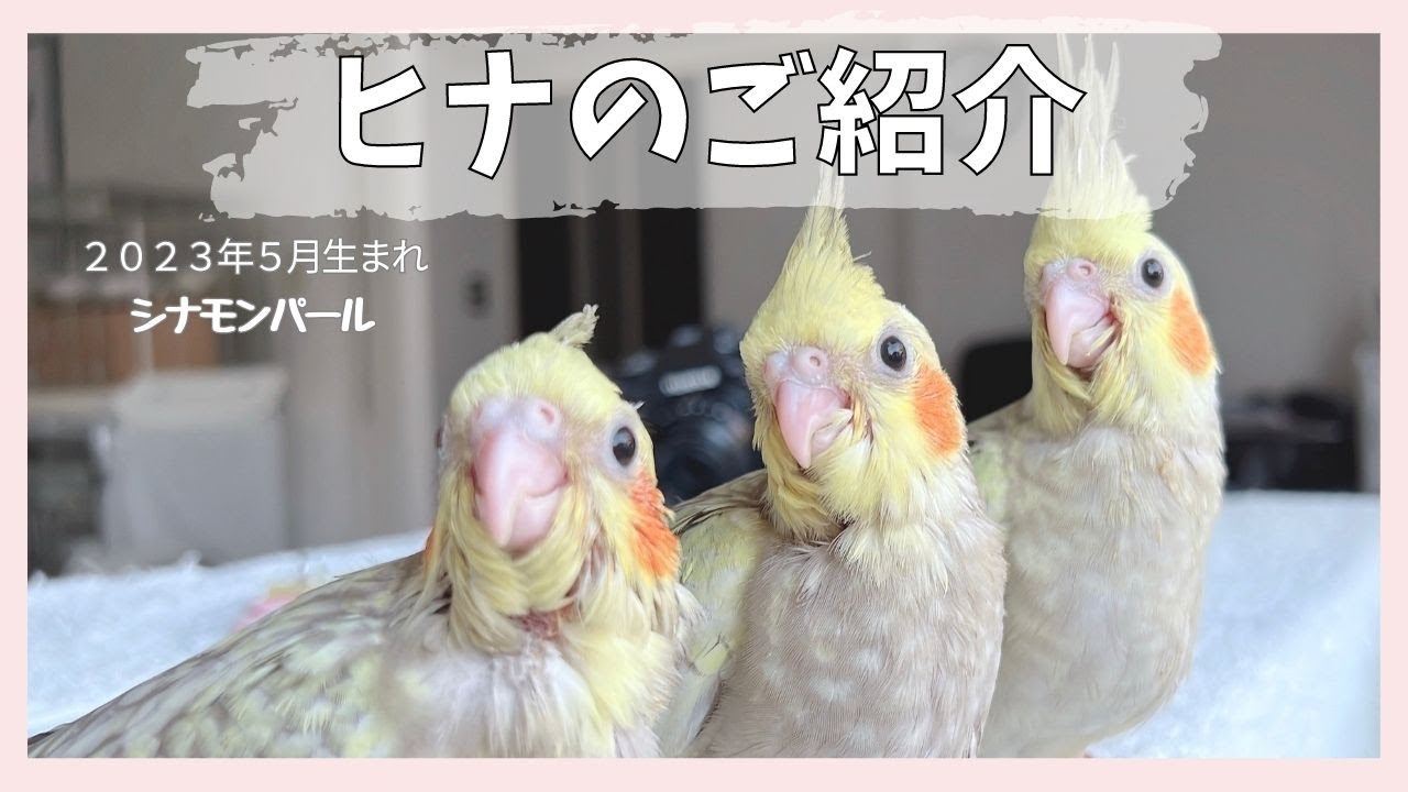 【ヒナのご紹介】シナモンパール３姉妹【お迎え】【Birdy Coco】