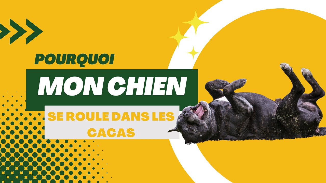 Roulade dans le caca 💩 Pourquoi les chiens ont ce comportement ?